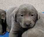 Small Photo #33 Labrador Retriever Puppy For Sale in OLYMPIA, WA, USA