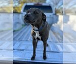 Small Photo #1 American Pit Bull Terrier-Dachshund Mix Puppy For Sale in Thorndale, TX, USA