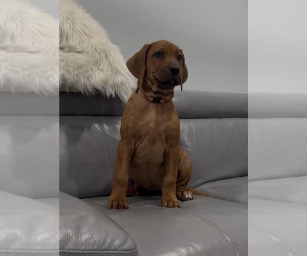Medium Photo #6 Rhodesian Ridgeback Puppy For Sale in LEHIGH ACRES, FL, USA