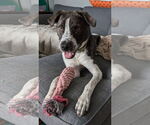 Small #11 American Pit Bull Terrier-Saint Bernard Mix