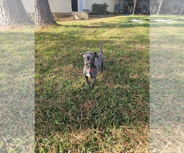 Medium Photo #4 Mutt Puppy For Sale in Wakefield, RI, USA