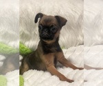 Small Photo #24 Brussels Griffon Puppy For Sale in LEXINGTON, VA, USA