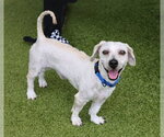 Small Doxiepoo (Standard)