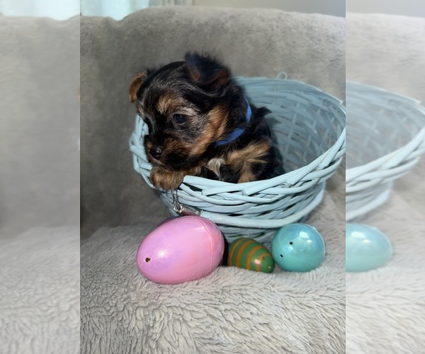 Medium Photo #4 Yorkshire Terrier Puppy For Sale in OLATHE, KS, USA