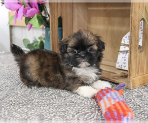 Shih Tzu Puppy for sale in SYRACUSE, IN, USA