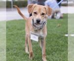 Small #19 Miniature Pinscher Mix