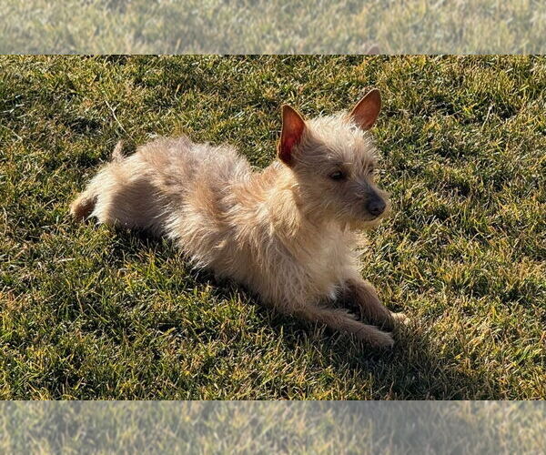 Medium Photo #2 Chihuahua-Unknown Mix Puppy For Sale in Salt Lake City, UT, USA