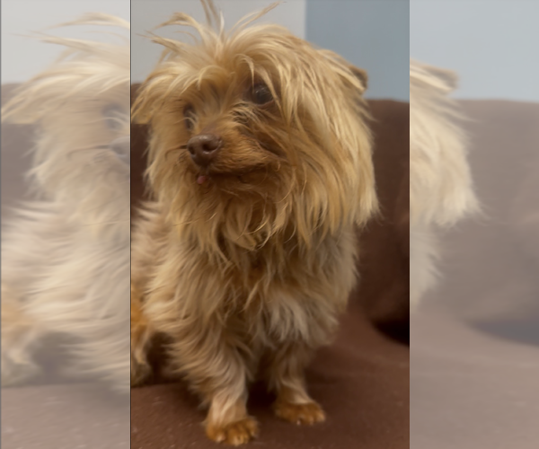 Medium Photo #2 Mutt Puppy For Sale in Weston, FL, USA