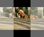 Small #4 Cavalier King Charles Spaniel