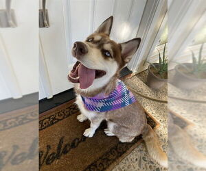 Siberian Husky Dogs for adoption in Modesto, CA, USA