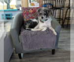 Small #1 Mutt
