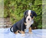 Small #3 Greater Swiss Mountain Dog