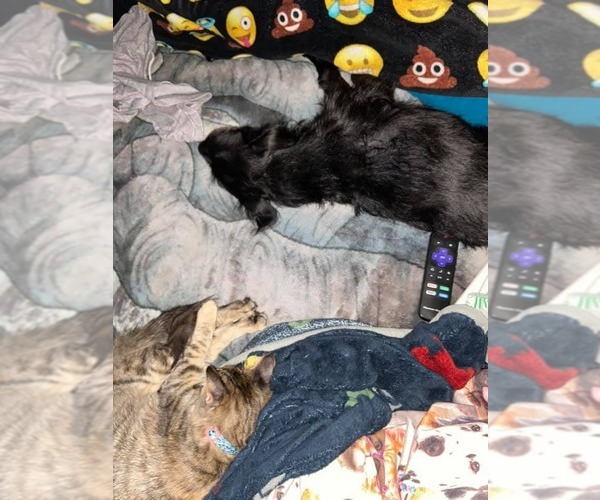 Medium Photo #4 Mutt Puppy For Sale in Escondido, CA, USA