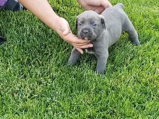 Cane Corso Puppy for sale in YOUNGSTOWN, OH, USA