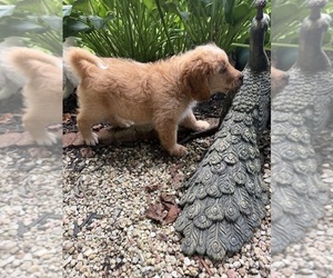Medium Aussiedoodle