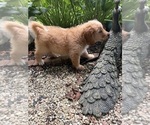 Puppy Coach Aussiedoodle