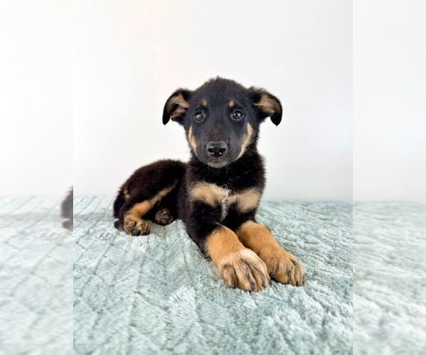 Medium Photo #2 Cattledog Shepherd Puppy For Sale in GREENFIELD, IN, USA