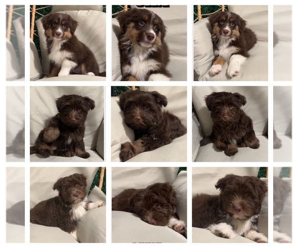 Medium Photo #1 Aussiedoodle Miniature  Puppy For Sale in STRUTHERS, OH, USA