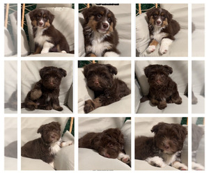 Aussiedoodle Miniature  Puppy for sale in STRUTHERS, OH, USA