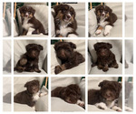 Small Photo #1 Aussiedoodle Miniature  Puppy For Sale in STRUTHERS, OH, USA