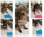 Small Dachshund Mix