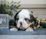 Small #2 Beabull