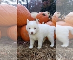 Small Photo #5 Siberian Husky Puppy For Sale in DINWIDDIE, VA, USA