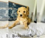 Small Photo #14 Poodle (Standard) Puppy For Sale in MURFREESBORO, TN, USA
