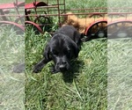 Small Photo #2 Labrador Retriever Puppy For Sale in NEOLA, WV, USA