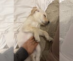 Small Great Pyrenees Mix