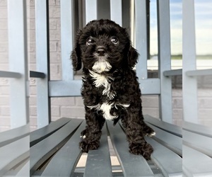 Cavapoo Puppy for sale in FRANKLIN, IN, USA