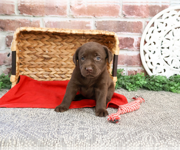 Medium Photo #3 Labrador Retriever Puppy For Sale in SYRACUSE, IN, USA