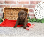 Small #2 Labrador Retriever