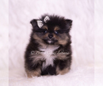 Small Photo #95 Pomeranian Puppy For Sale in WARSAW, IN, USA