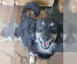 Small #3 Labrador Retriever-Spaniel Mix