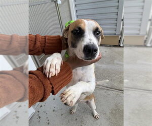 Bagle Hound Dogs for adoption in Houston, TX, USA