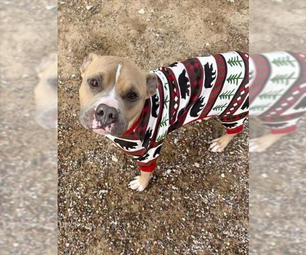 Medium Photo #2 Mutt Puppy For Sale in Las Vegas, NV, USA