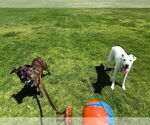 Small #3 Dutch Shepherd  Mix