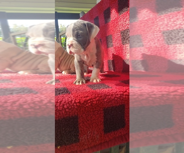 Medium Photo #3 Olde English Bulldogge Puppy For Sale in LAFAYETTE, LA, USA