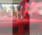 Small Photo #3 Olde English Bulldogge Puppy For Sale in LAFAYETTE, LA, USA