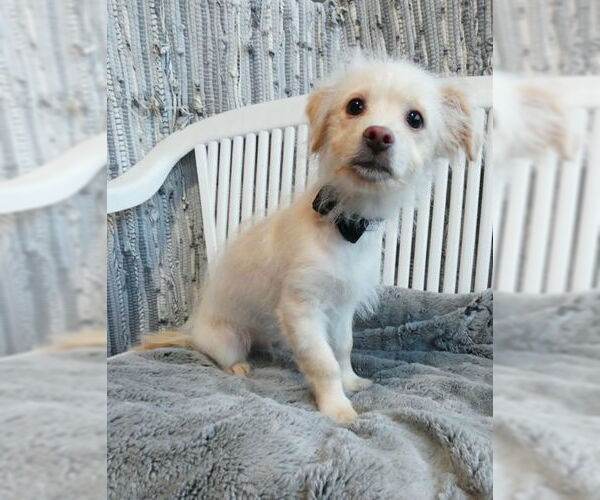 Medium Photo #7 Colonial Cocker Spaniel-Unknown Mix Puppy For Sale in Chino Hills, CA, USA