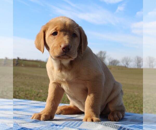 Medium Photo #4 Labrador Retriever Puppy For Sale in HAGERSTOWN, MD, USA