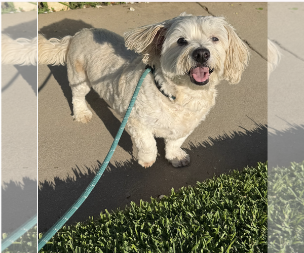 Medium Photo #4 Maltese-Unknown Mix Puppy For Sale in Newport Beach, CA, USA