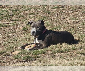 Staffordshire Bull Terrier-Unknown Mix Dogs for adoption in Ogden, UT, USA