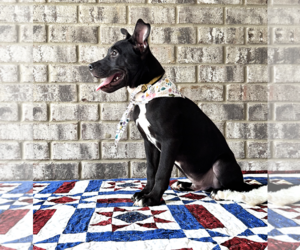 Nibs - Male Bulldog-Catahoula Leopard Dog Mix Dog for Adoption - Photo #12
