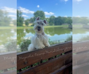 Schnauzer (Miniature) Puppy for sale in NORWOOD, NC, USA