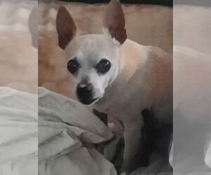 WALTER - Male Italian Greyhuahua Dog for Adoption - Photo #2