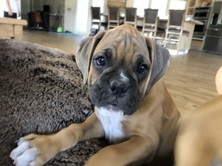 Boxer Puppy for sale in WALLACE, CA, USA
