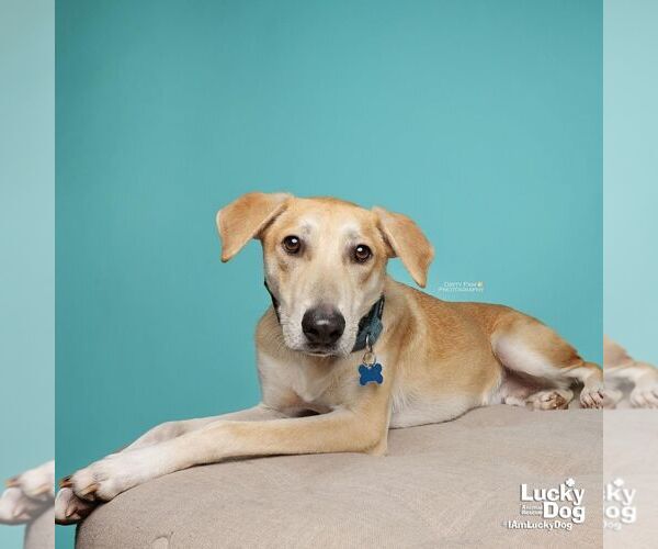 Medium Photo #7 Labrador Retriever-Unknown Mix Puppy For Sale in Washington, DC, USA