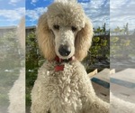 Small #63 Poodle (Standard)